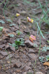 Anemone biflora gortschakowii