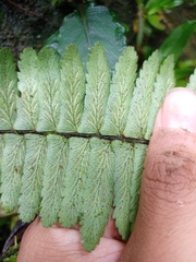 Asplenium pellucidum