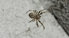 Larinioides cornutus