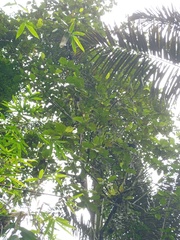 Artocarpus elasticus
