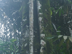 Artocarpus elasticus