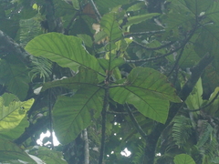 Artocarpus elasticus