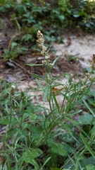 Gamochaeta antillana