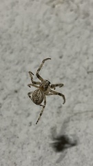 Larinioides cornutus