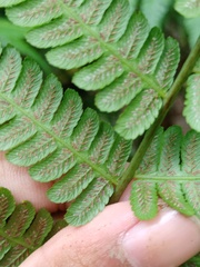 Diplazium polypodioides