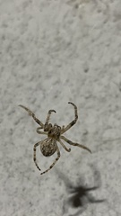 Larinioides cornutus