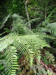 Diplazium polypodioides
