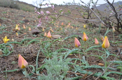Tulipa ferganica