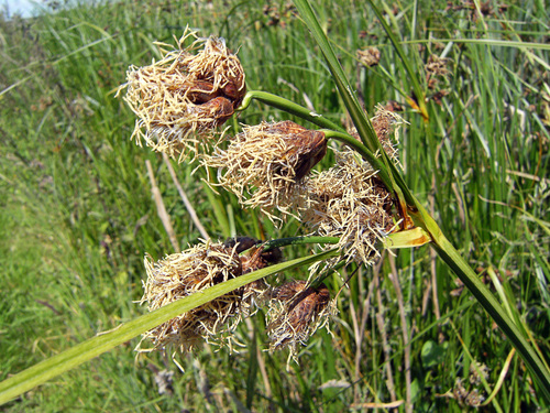 Bolboschoenus laticarpus (Bolboschoenus laticarpus)