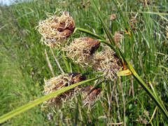 Bolboschoenus laticarpus