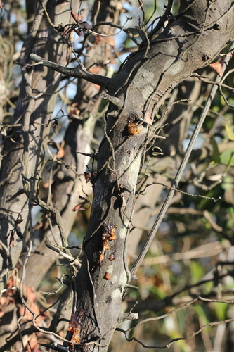 Citrus japonica
