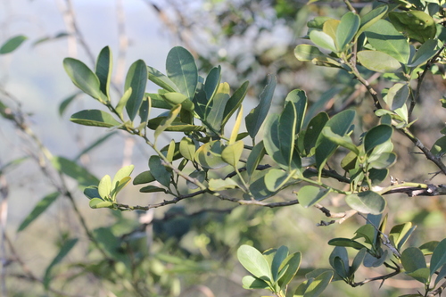 Image of Citrus japonica by no rights reserved