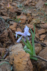 Iris graeberiana