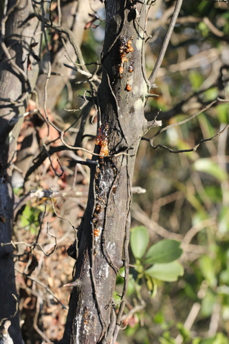 Image of Citrus japonica by no rights reserved