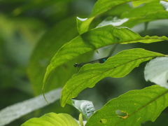 Rhinocypha heterostigma