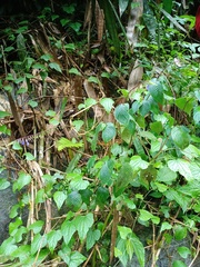 Rhynchoglossum obliquum