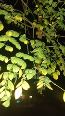Styphnolobium