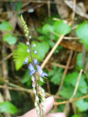 Rhynchoglossum obliquum