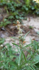 Gamochaeta antillana