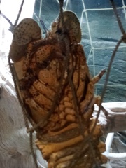 Nephropoidea