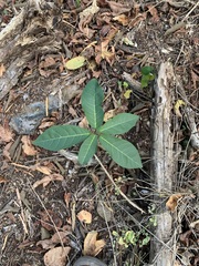 Rauvolfia tetraphylla