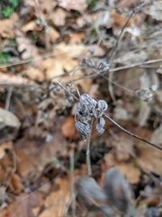 Bupleurum rotundifolium