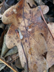 Deuterotinea casanella