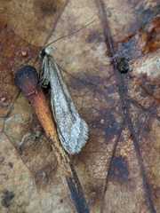 Deuterotinea casanella