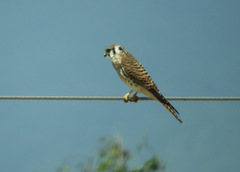 Falco sparverius image