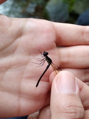 Rhinocypha heterostigma