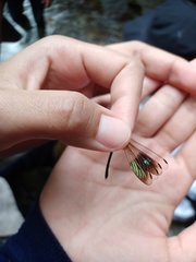 Rhinocypha heterostigma