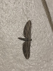 Eupithecia acutipennis