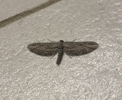 Eupithecia acutipennis