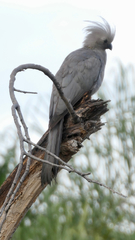 Corythaixoides concolor