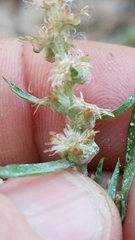 Gamochaeta antillana