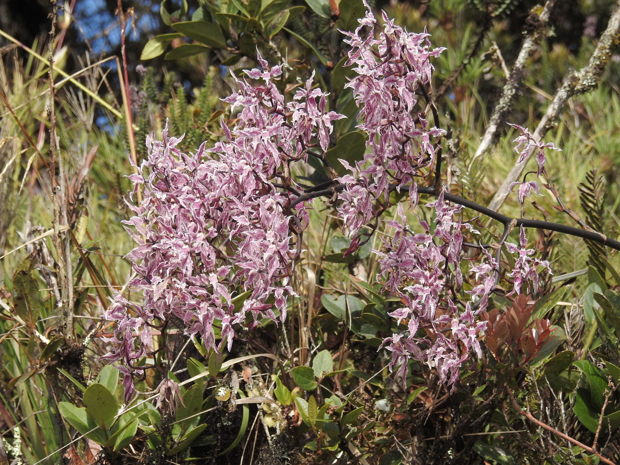 Cyrtochilum alboroseum image