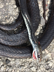 Masticophis taeniatus