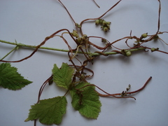 Cuscuta lupuliformis