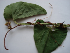 Cuscuta lupuliformis