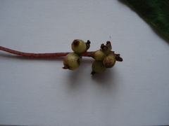 Cuscuta lupuliformis