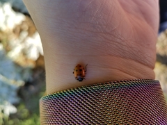 Hippodamia convergens