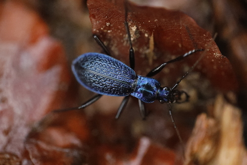 Blue Ground Beetle