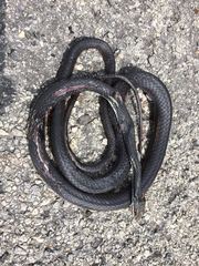Masticophis taeniatus
