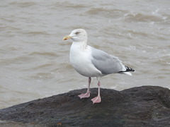 Larus argentatus