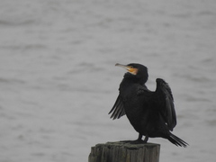 Phalacrocorax carbo
