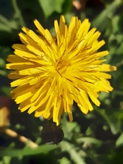 Reichardia picroides