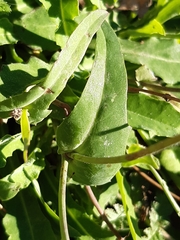 Reichardia picroides