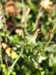 Reichardia picroides