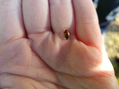 Hippodamia convergens