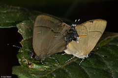 Calycopis bellera